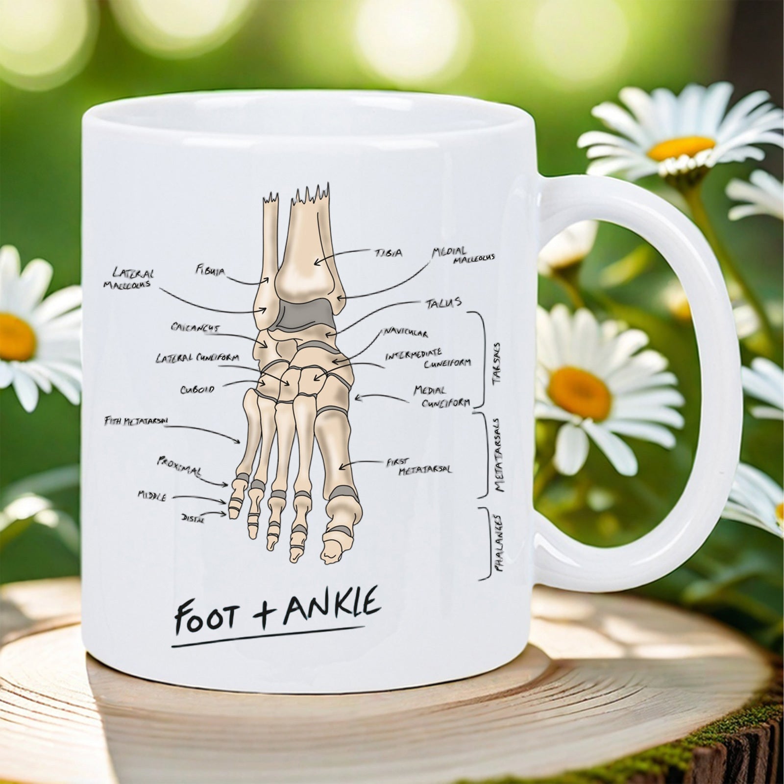Tailorly White Ceramic 11 oz Mug - Foot Ankle Detailed Anatomical Illustration Of Human Bone Structure With Medical Labels Showing Skeleton