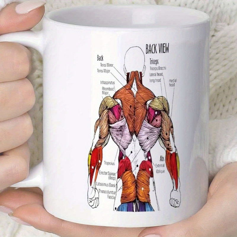Tailorly White Ceramic 11 oz Mug - Back View Detailed Muscular Structure Illustration Showing Various Muscle Groups Anatomy